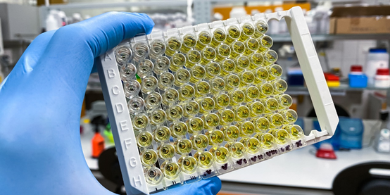 Cygnus新推出線上迷你講座系列，手把手教您HCP ELISA！